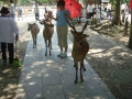 Nara